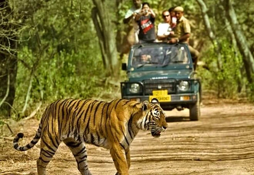 Explore Dandeli Wildlife Sanctuary: Your Ultimate Nature Escape at Dandeli Jungle Resort